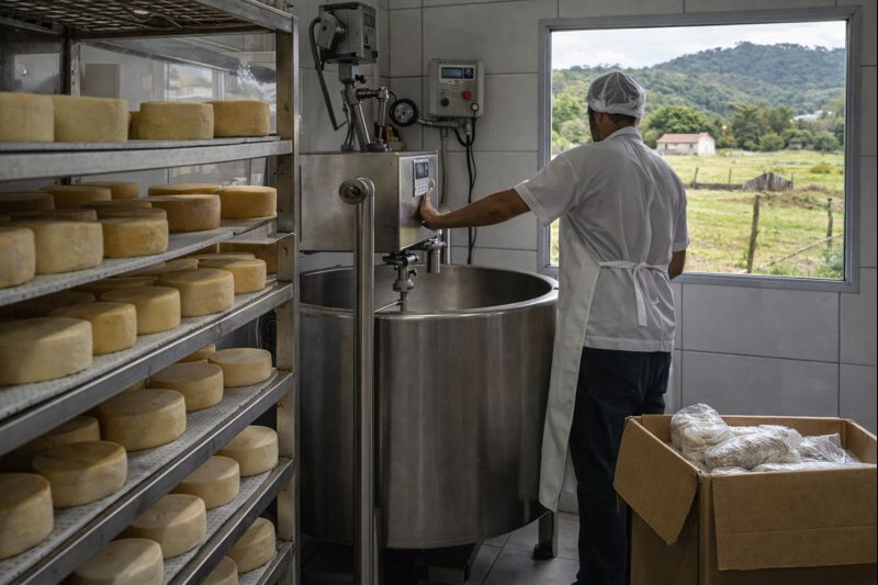 Dia Mundial do Queijo: projeto cria centros de referência e fortalece queijaria artesanal em SP